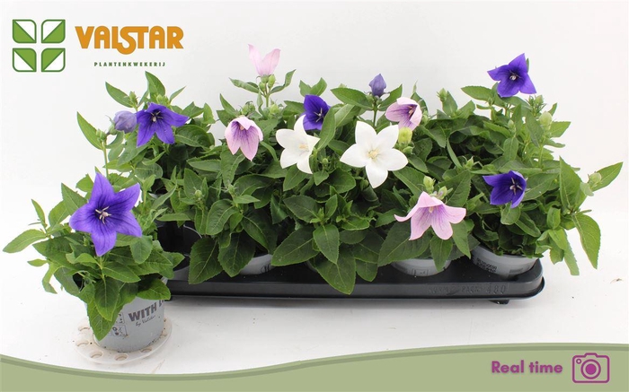 <h4>Platycodon grandiflorus gemengd</h4>