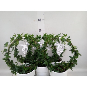 Hedera   ...green leafed