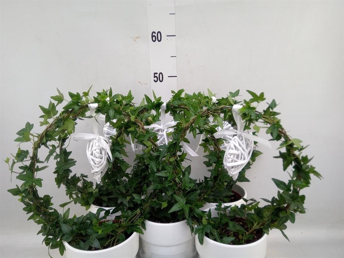 <h4>Hedera   ...green leafed</h4>
