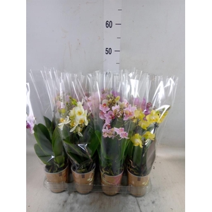 Phalaenopsis multi.   ...