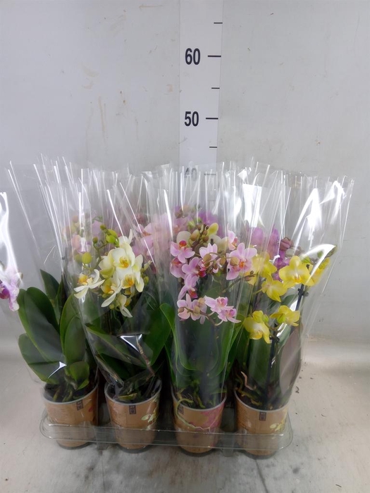 <h4>Phalaenopsis multi.   ...</h4>
