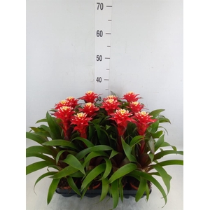 Guzmania   ...