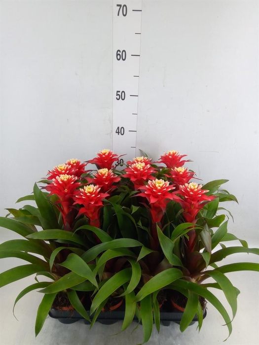 <h4>Guzmania   ...</h4>