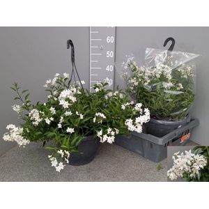 SOLANUM JASMINOIDES