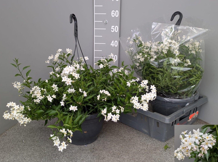 <h4>SOLANUM JASMINOIDES</h4>