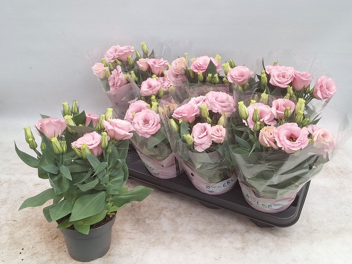 <h4>EUST JULIETTA PINK</h4>