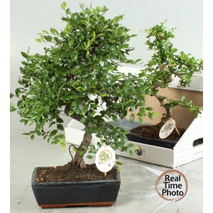 BONSAI GEM