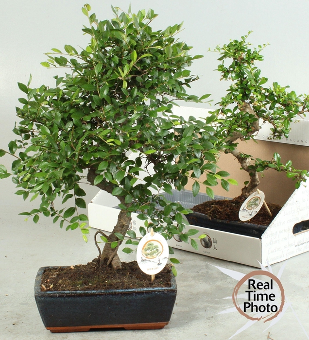 BONSAI GEM