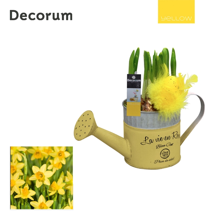 <h4>Narcis Gieter Mini HL18555 [YELLOW]</h4>