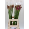 Nerine Mister Nick