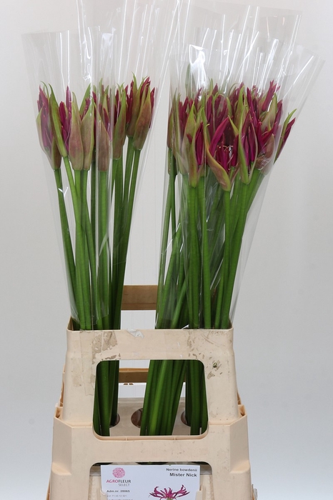 <h4>Nerine Mister Nick</h4>