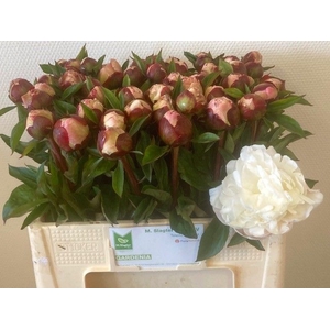PAEO L GARDENIA
