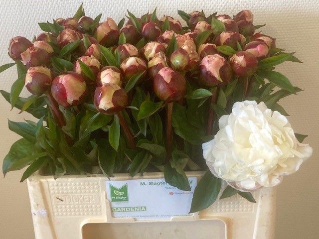 <h4>PAEO L GARDENIA</h4>