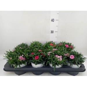 Dianthus   ...mix