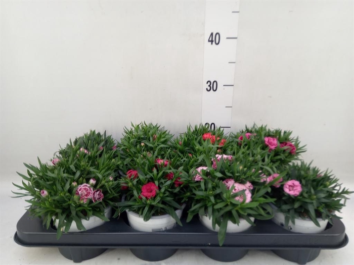 <h4>Dianthus   ...mix</h4>