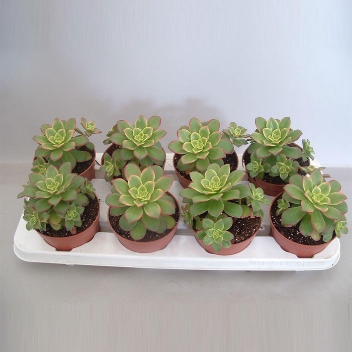 <h4>Aeonium Tricolor ('Kiwi')</h4>