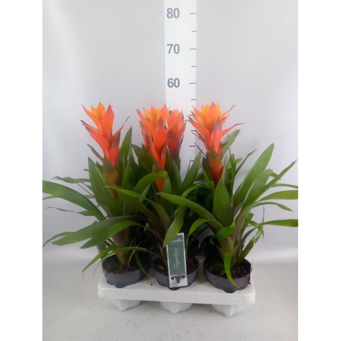 <h4>Guzmania 'Variada'</h4>
