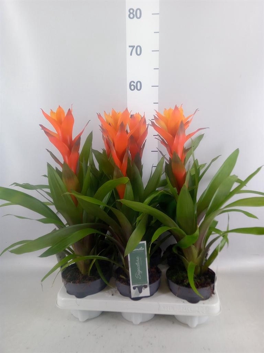 Guzmania  'Variada'