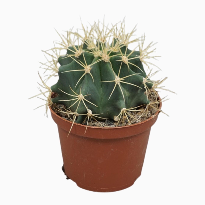 <h4>Ferocactus glauces</h4>