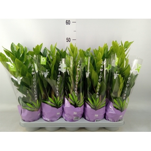 Zamioculcas zamiifolia