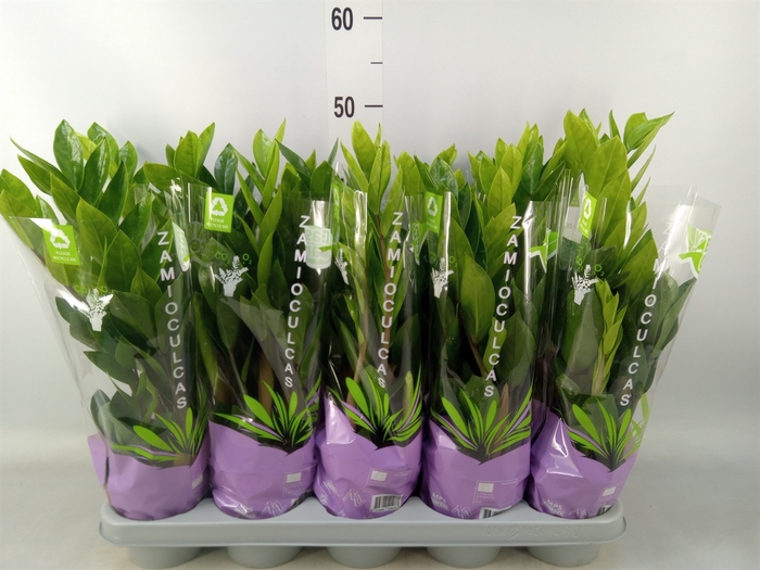 <h4>Zamioculcas zamiifolia</h4>