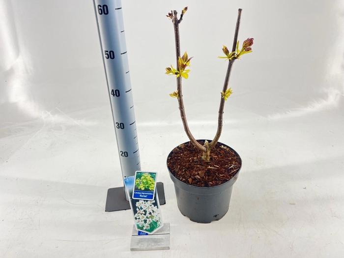 Catalpa Aurea