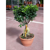 Ficus microcarpa Ginseng