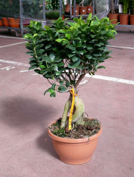 Ficus microcarpa Ginseng