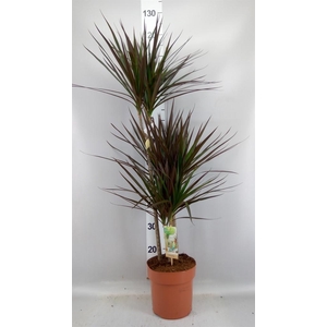 Dracaena marg. 'Magenta'