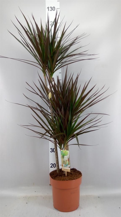<h4>Dracaena marg. 'Magenta'</h4>