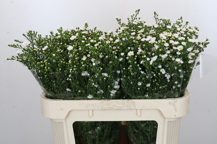 <h4>Aster Paquita</h4>