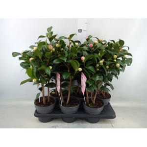 Camellia japonica