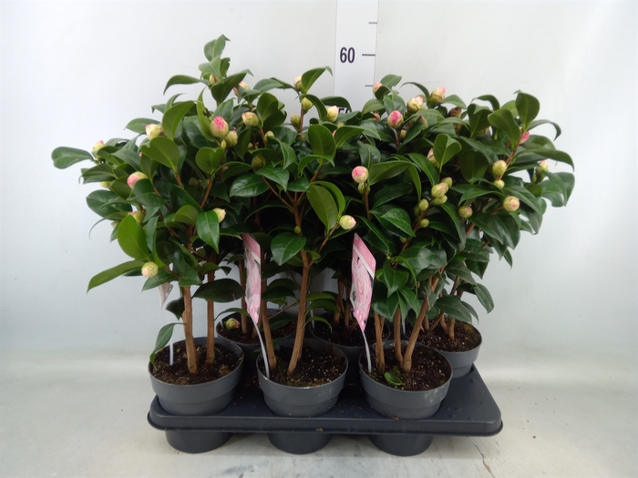 <h4>Camellia japonica</h4>