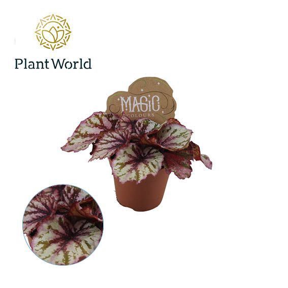 Begonia Magic Colours Lambada