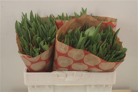 <h4>Tu En Red Stone</h4>