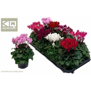 CYCL SUPER CARINO MIX