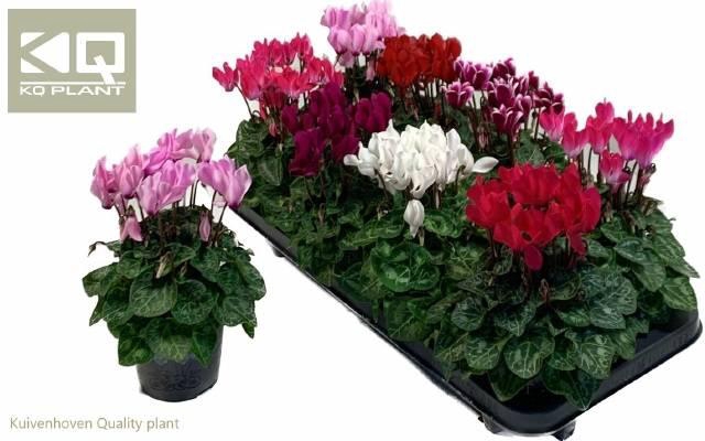 <h4>CYCL SUPER CARINO MIX</h4>