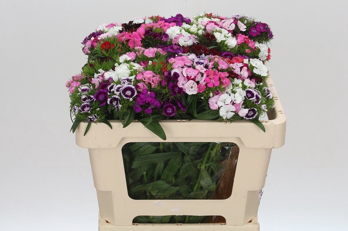 <h4>Dianthus Br Mix Rainbow</h4>