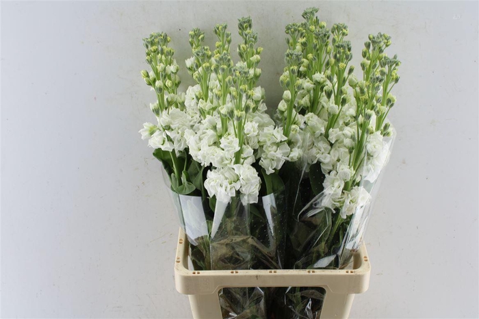 <h4>Matth Iron White</h4>