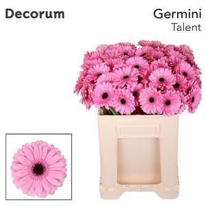 Germini Talent Water