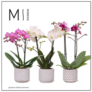 Phalaenopsis Love Mix 2 spike - 9cm in Rome | Mimesis