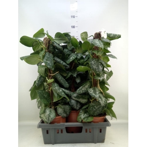 Scindapsus pictus 'Trebie'