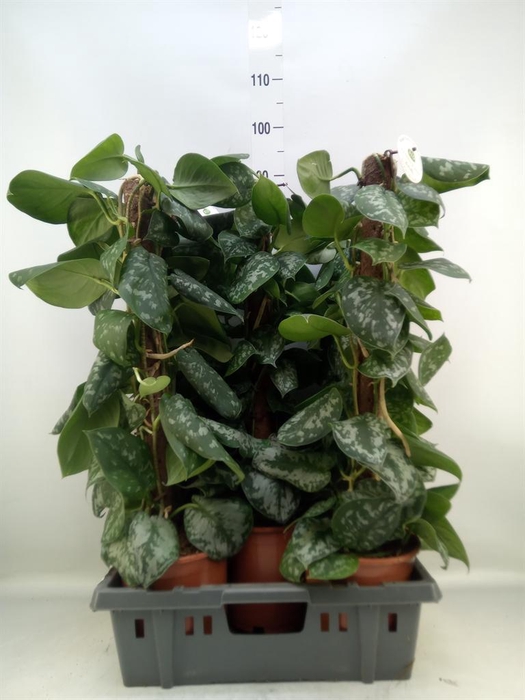 <h4>Scindapsus pictus 'Trebie'</h4>