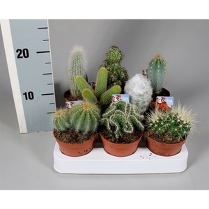 Cactus 8,5 cm mix met foto-etiket