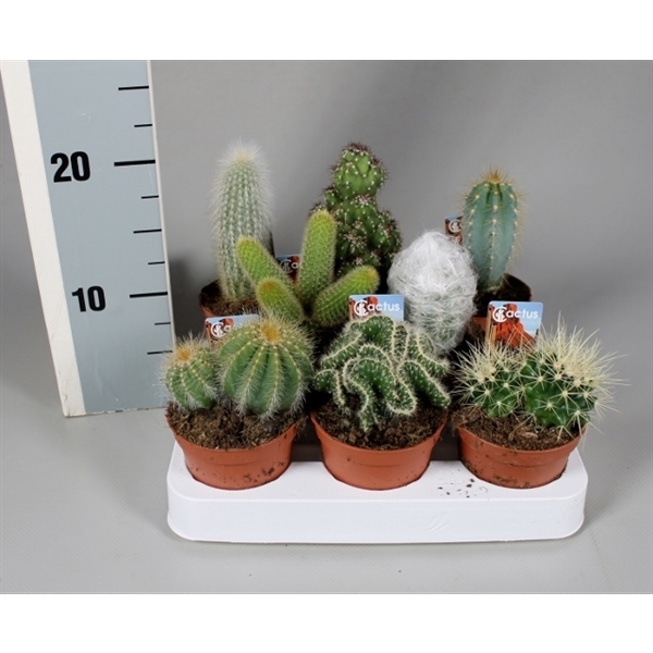 <h4>Cactus 8,5 cm mix met foto-etiket</h4>
