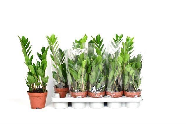 <h4>Zamioculcas zamiifolia</h4>