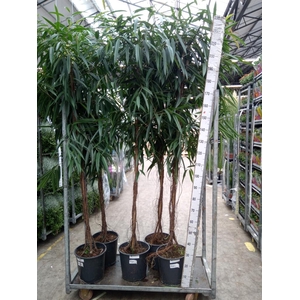 Ficus binn. 'Alii'