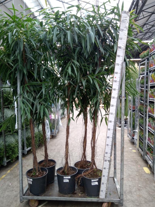 <h4>Ficus binn. 'Alii'</h4>