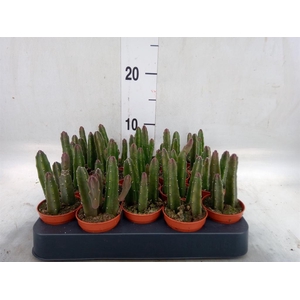 Stapelia leendertziae