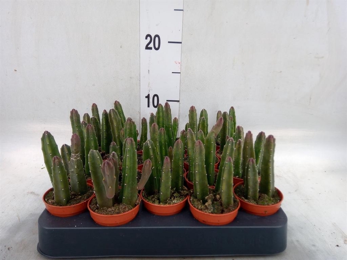 <h4>Stapelia leendertziae</h4>